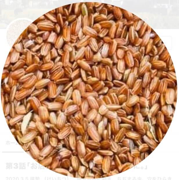 武蔵国分寺種赤米