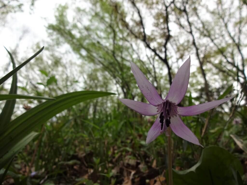 町田かたかごの森 に春が来た 多摩めぐりブログ