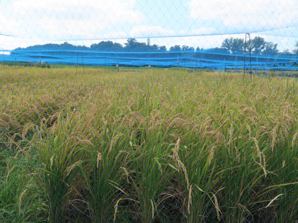 田んぼページ 田無の田んぼ | 多摩めぐりブログ