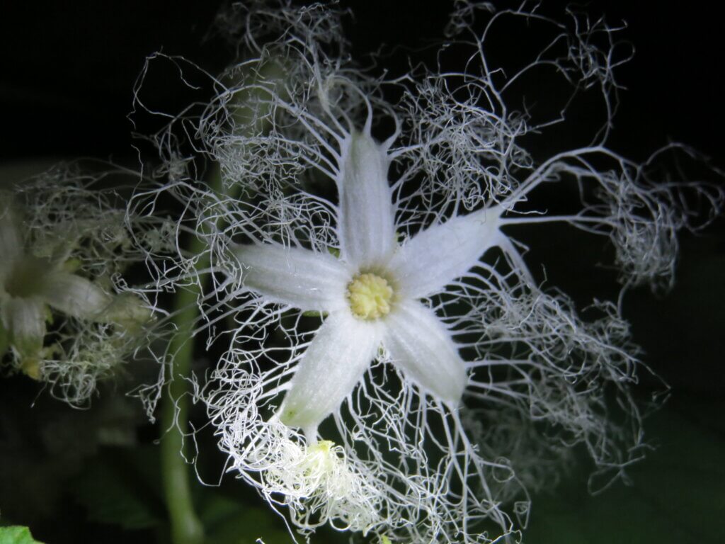 カラスウリの観察記 夏の夜に咲く神秘的な白いレース状の花に魅せられて 多摩めぐりブログ