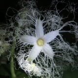 カラスウリの観察記～夏の夜に咲く神秘的な白いレース状の花に魅せられて～
