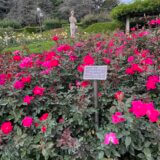 神代植物公園で世界最大級の花を咲かせるショクダイオオコンニャク