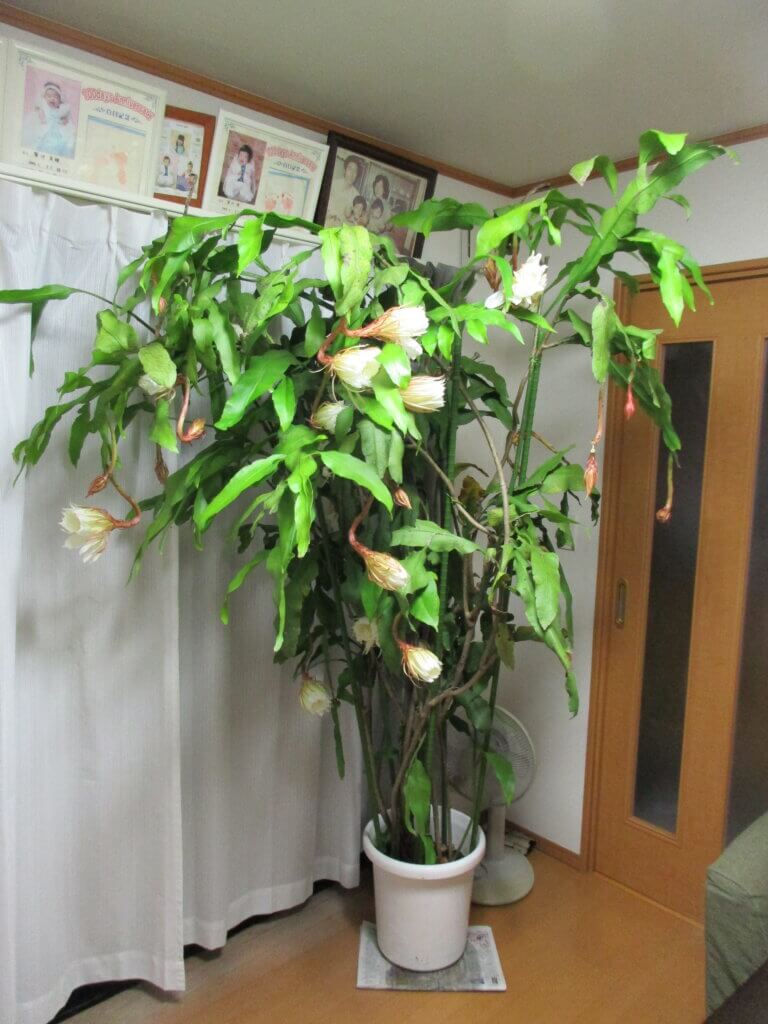 月下美人（サボテン）の開花 | 多摩めぐりブログ