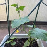 寒さに弱いきゅうりの苗　寒暖差を乗り越えられるか？！
