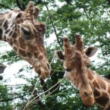 キリンの穏やかさに癒されたヒノトントンＺＯＯ