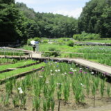 青梅市吹上ショウブ園