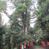 青梅市内にある巨木