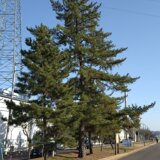 府中市四谷の五本松