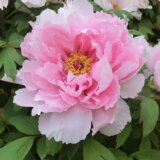 「宗格院」のボタン