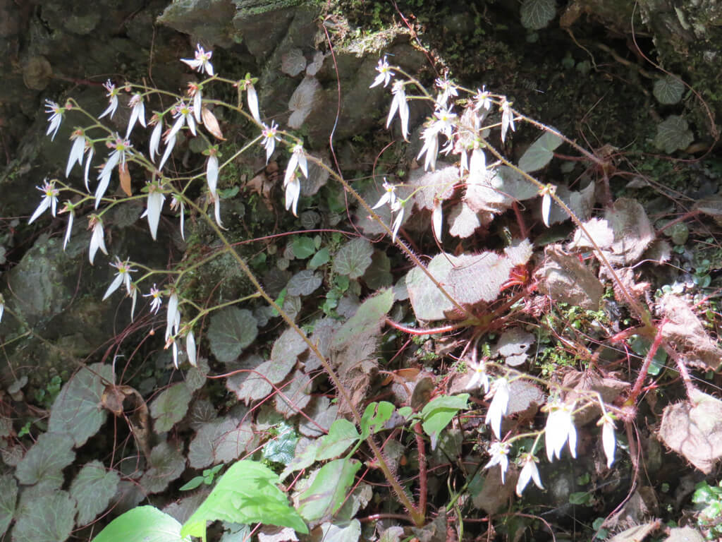 ユキノシタ 多摩の花ごよみ