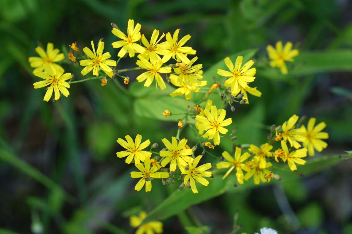 ハナニガナ 多摩の花ごよみ