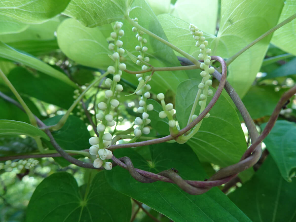 ヤマノイモ 多摩の花ごよみ