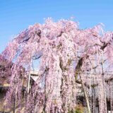 2023年　多摩の桜百景