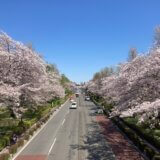 2024年　多摩の桜百景