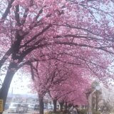 2024＊多摩で出会った花～１ <br> 桜咲く散歩道　　　きむママ