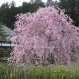 2025年　多摩の桜百景