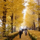 第59回多摩めぐり　立川基地引込線跡を巡る