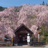 2026年　多摩の桜百景